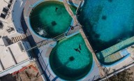 Profepa confirma maltrato animal en el Acuario de Veracruz; sancionan por forzar shows con delfines