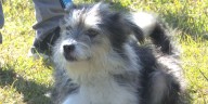 Pitt County Animal Shelter trunk or treat offers howl