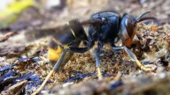 Muere un concejal gallego tras sufrir varias picaduras de velutinas en una finca