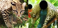 Especulan con parentesco entre cunaguaro rescatado y felina muerta en Tucupita