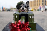 Howloween: Perros desfilan con disfraces creativos