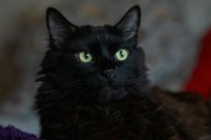 Ciudad española prohíbe adopción de gatos negros en Halloween