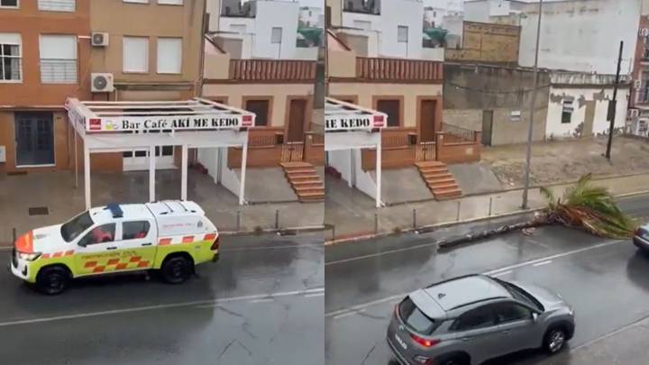 «¿Qué están sacando, la Borriquita?»: arrastran una palmera caída por el temporal en Coria del Río