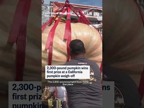 2,300-pound pumpkin wins first prize at a California pumpkin weigh