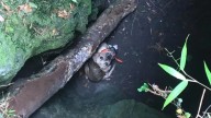 Florida Man Hears Unusual Howls From A Cave And Is Stunned By What He Finds Inside