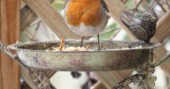 Immediate action you need to take if you see a robin after someone dies