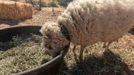 Micro farm returns to Altadena following devastation by Eaton Fire