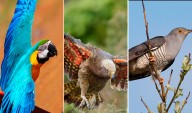 Aves de todo el mundo 'aprenden a vocalizar' mostrando cómo pudo nacer el lenguaje humano