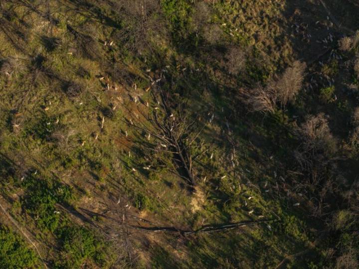 Proyecto de prevención de incendios a través de pastoreo de cabras para crear corta fuegos impacta a...