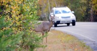 Rutting season and daylight saving time mean more deer are on the road, Pennsylvania Game Commission says