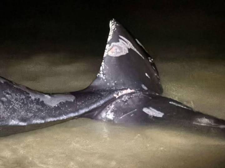 Whale watch firm ’devastated,’ says its boat could have hit humpback later found dead