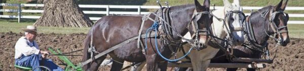 Hardman Mountain Farm Celebration October 25