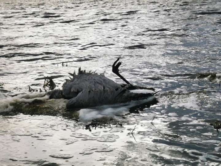 Localizan unas  70 grullas muertas, posiblemente por gripe aviar, en el entorno de la laguna de Gallocanta