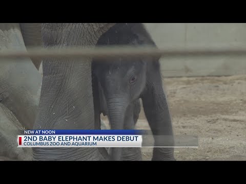 Columbus Zoo welcomes second baby calf