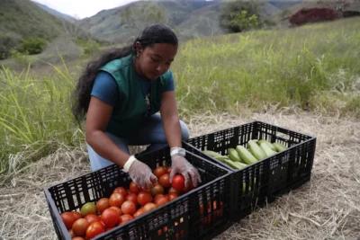 En Naranjal, cien familias colombianas cambian la coca por un futuro con cítricos y café