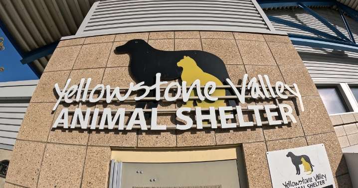 Billings animal shelter cleanup nearly complete, but building may remain empty