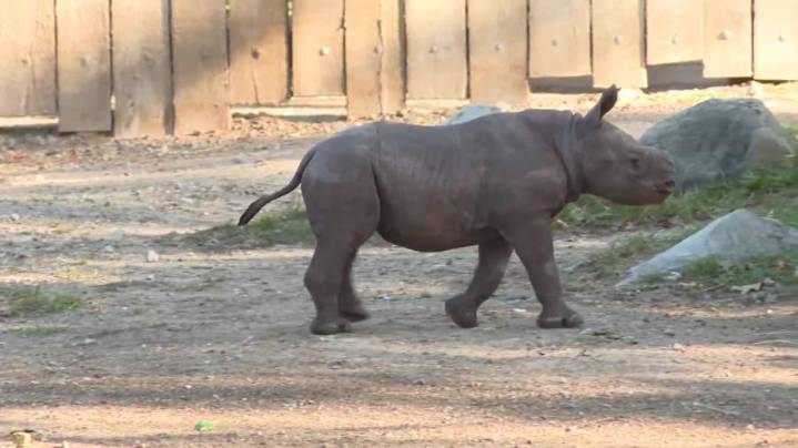 Endangered rhino calf at Cleveland zoo gets a name