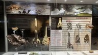 UNMSM revela fósiles únicos de la proto-Amazonía en nueva exposición paleontológica