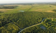 Unitán continúa con su programa de forestación, que a fines de este año alcanzará las 3.000 hectáreas en campos de Chaco y Formosa