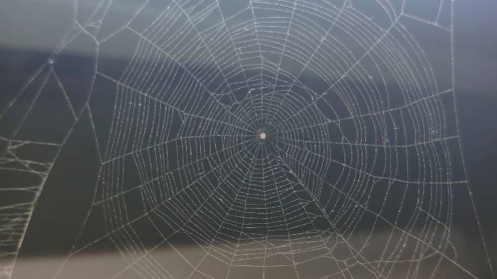 Why do I have cobwebs but no spiders? A pest expert solves the mystery
