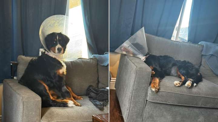 California Family Takes Their Dog To The Vet And Receive News They Never Expected