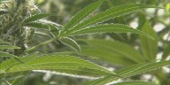 Medical cannabis could be available next month in Kentucky