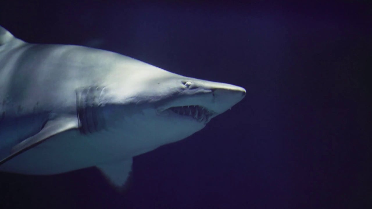 Ni el hambre ni la agresividad: la ciencia revela el error humano que provocó el primer ataque mortal de este tiburón