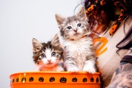 How to keep pets safe this Halloween, according to Best Friends Animal Society