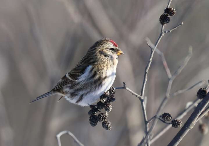 Food shortage may trigger winter bird influx in Maine