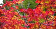 Drought has muted this year's leaf-peeping season, but pockets of brilliant colors remain