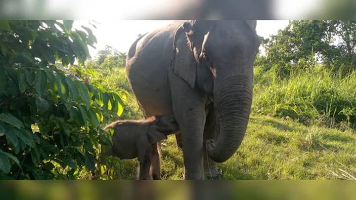 Assam: Kaziranga Welcomes Elephant Calf Named “Mayabini” as Tribute to Zubeen Garg