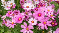 The Best Way To Deadhead Cosmos To Keep Blooms Coming All Fall Long
