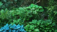 The Stunning Variety Of Hostas You Can Plant Under Trees & Shrubs For Ground Coverage