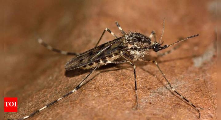 Mosquitos found in Iceland for the first time ever and why it is a thing to worry about