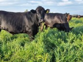 Un descubrimiento clave para la producción de alfalfa