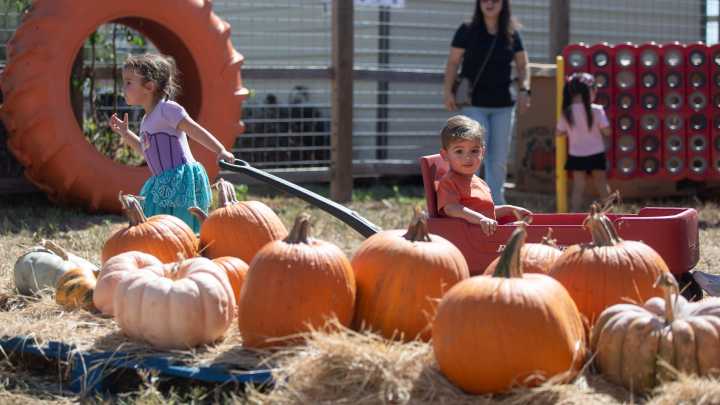 Photos: First United Methodist Church's pumpkin patch