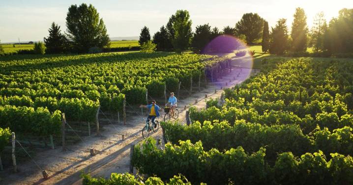Mansas Bodegas: la nueva forma de recorrer Mendoza entre vino, historia y paisajes