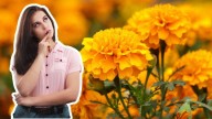 Flor de cempasúchil: ¿Qué propiedades medicinales tiene?