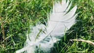 El misterio de las plumas blancas: ¿qué significa si una persona las ve en su casa?