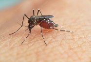 Riesgo que prolifere mosquito transmisor del dengue en las zonas inundadas: Salud