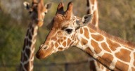 Una rareza genética en el mundo animal: apareció la primera jirafa sin manchas tras 50 años