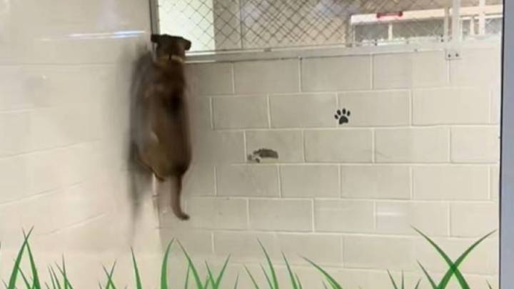 Florida Dog’s Long Wait Of 770 Days In Shelter Results In Emotional Breakdown For Volunteer