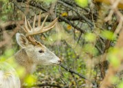 $5,000 reward offered for info into killing of rare deer in Lancaster County