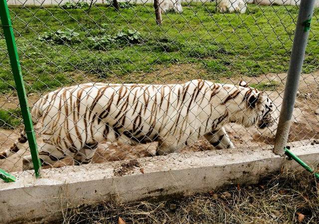 Llama Profepa a extremar precauciones por tigre de bengala que salió de zoológico de Puebla