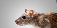 Howland holding public informational meeting on rodent management Monday evening