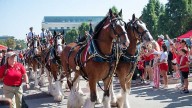 Budweiser Clydesdales parade around East Stadium Loop ahead of Nebraska