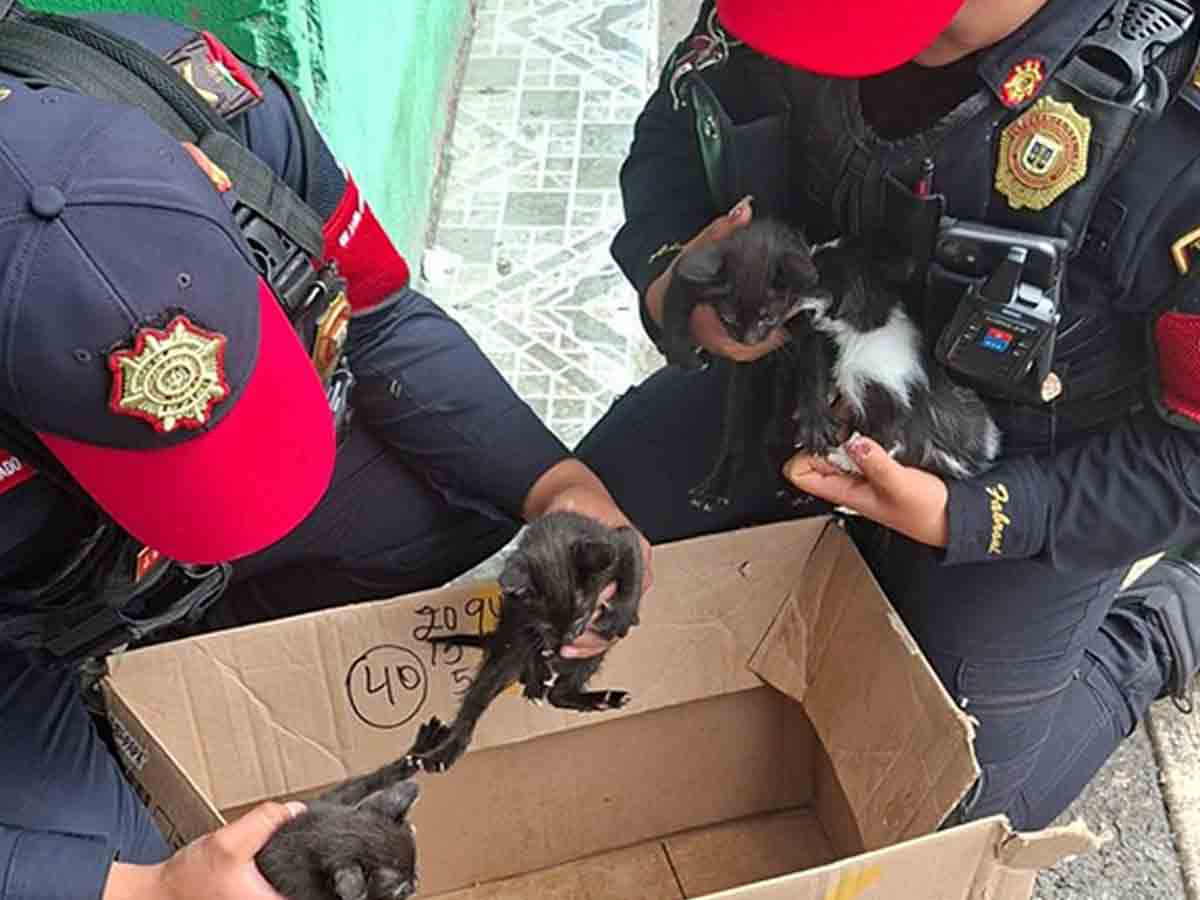 Policías rescatan a gatitos abandonados en el CETRAM Politécnico y encuentran nuevo hogar