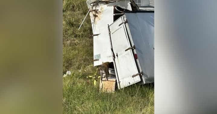 University disputes claim that monkeys had any diseases