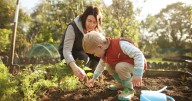 Gardener says don't make common mistake if you're planting garlic this autumn