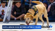 OC Fire Authority arson detection K-9 Freedom retires after 7 hard